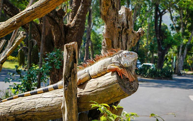 Iguana resting on a tree branch at Khao Kheow Open Zoo, Thailand.