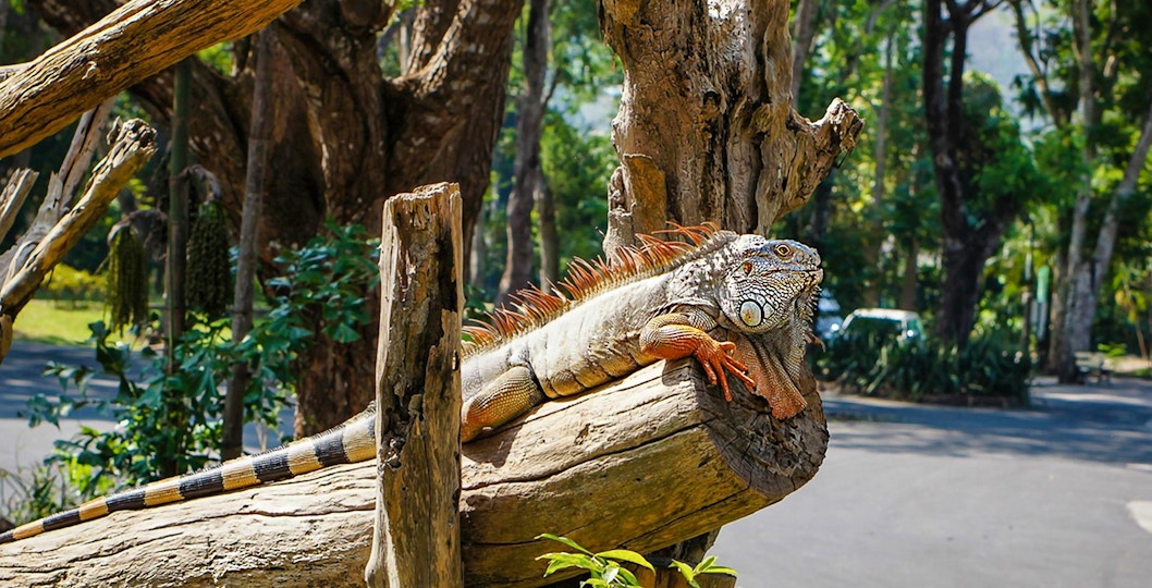 Khao Kheow Open Zoo Pattaya