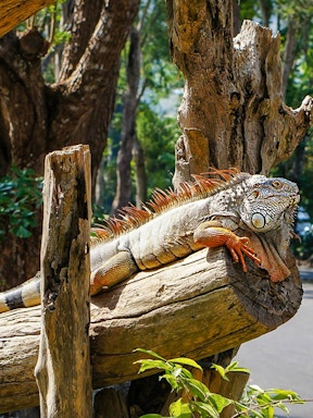 Book Khao Kheow Open Zoo Tickets Best Deals & Offers