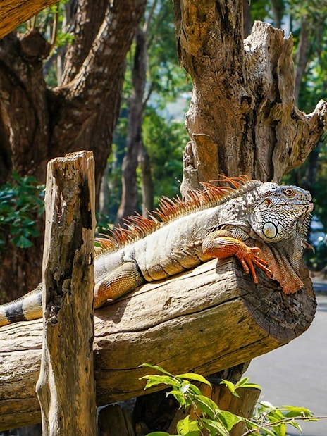 Iguana resting on a tree branch at Khao Kheow Open Zoo, Thailand.
