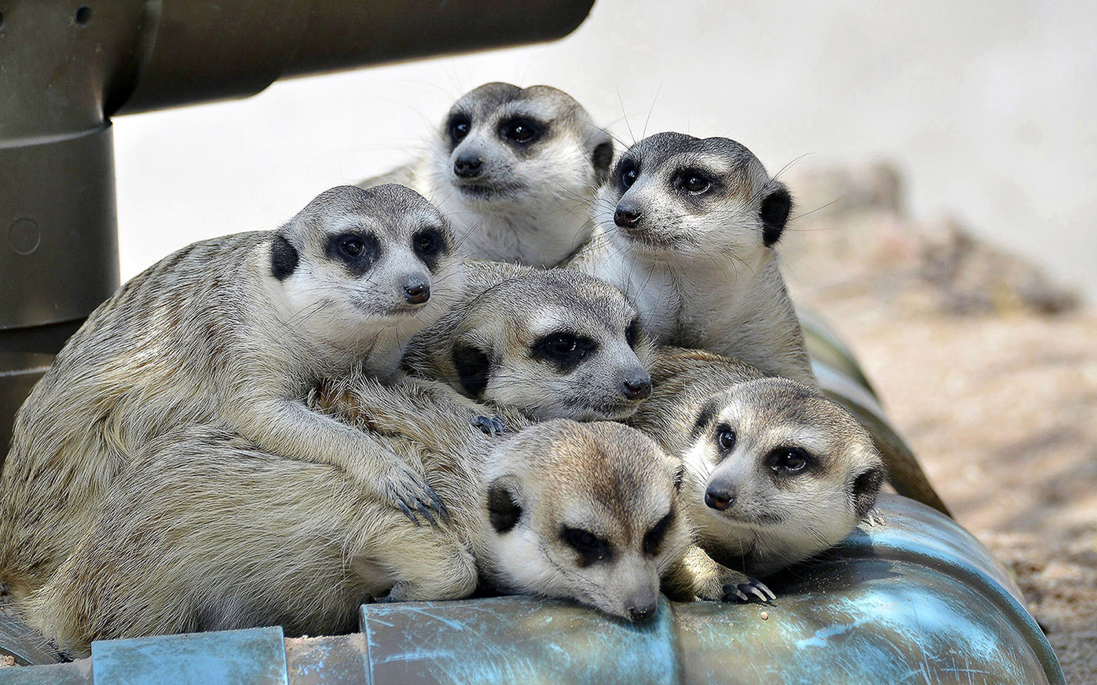 Meerkats huddled together at Khao Kheow Open Zoo.