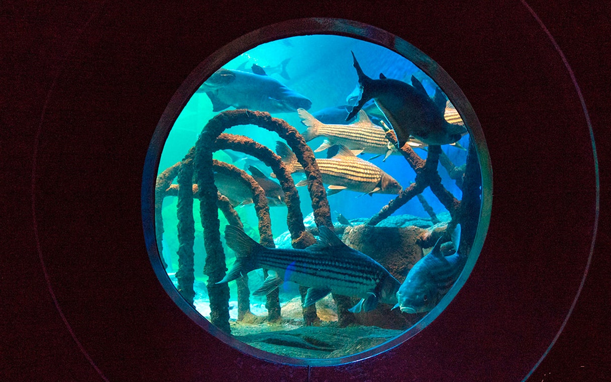 Fish swimming in an aquarium tunnel at Underwater World Pattaya.