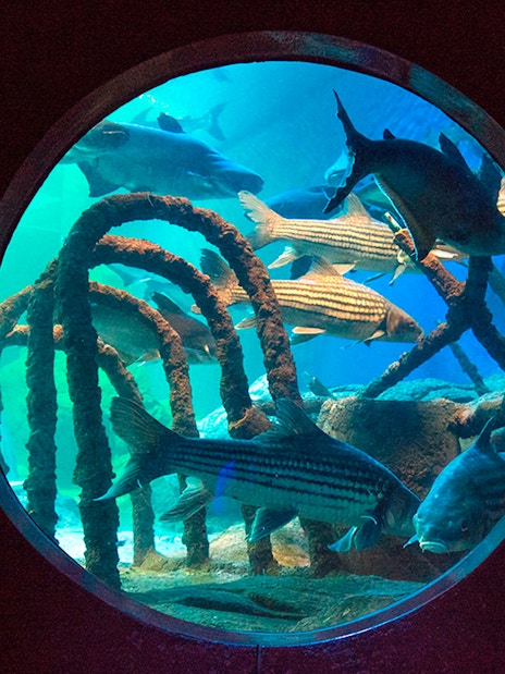 Fish swimming in an aquarium tunnel at Underwater World Pattaya.