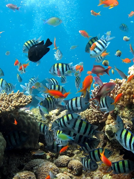 Colorful fish swimming around coral reefs at Underwater World Pattaya.