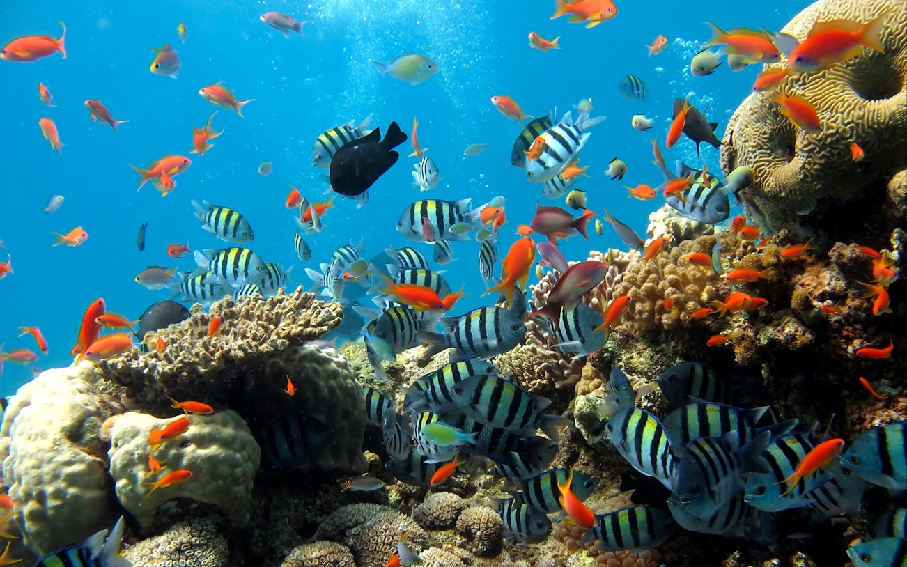 Colorful fish swimming around coral reefs at Underwater World Pattaya.