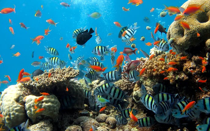 Colorful fish swimming around coral reefs at Underwater World Pattaya.