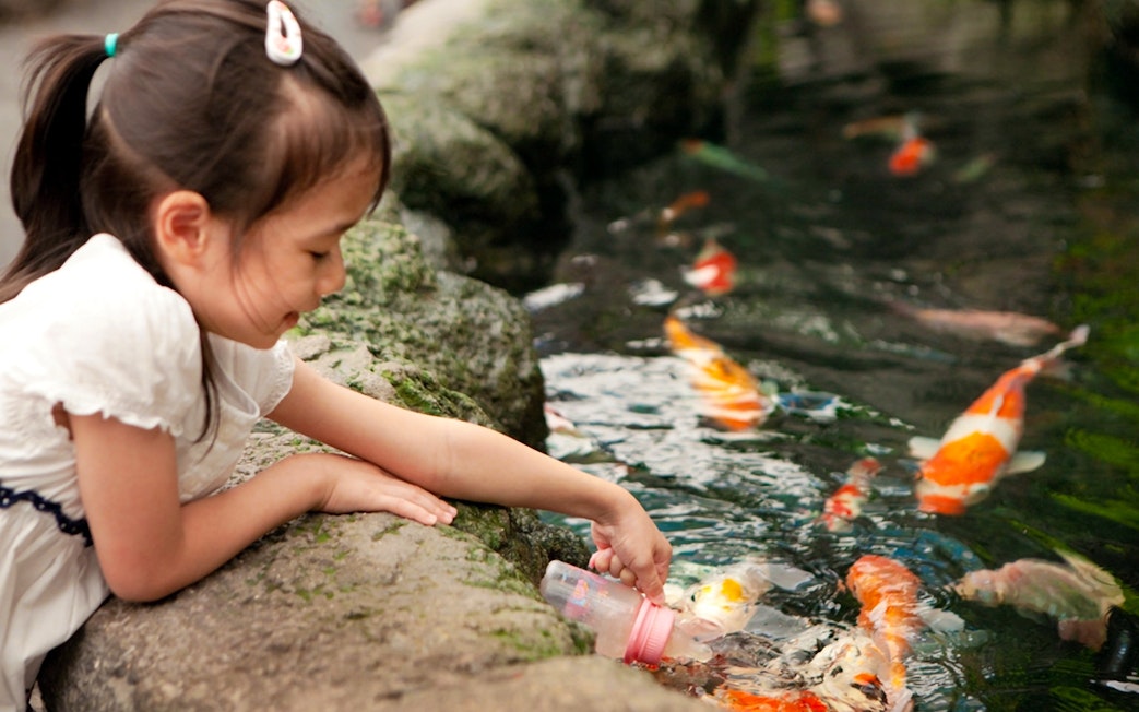 Child feeding koi fish at Underwater World Pattaya.