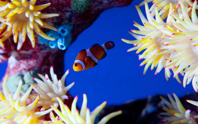 Clownfish swimming among sea anemones at Underwater World Pattaya.