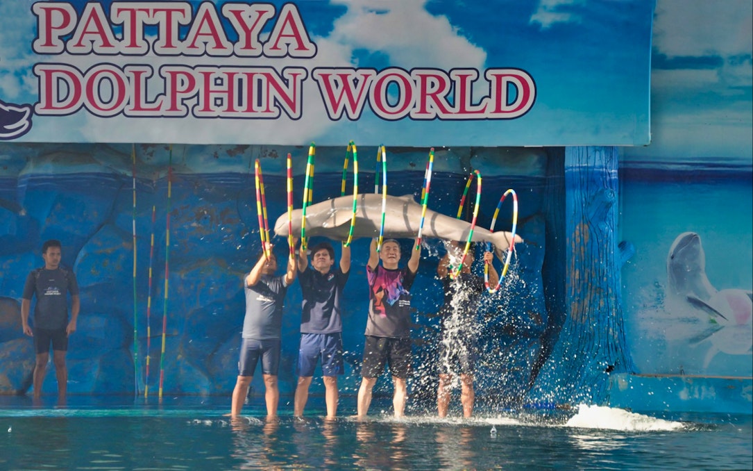 Dolphin jumping through hoops at Pattaya Dolphin World show.