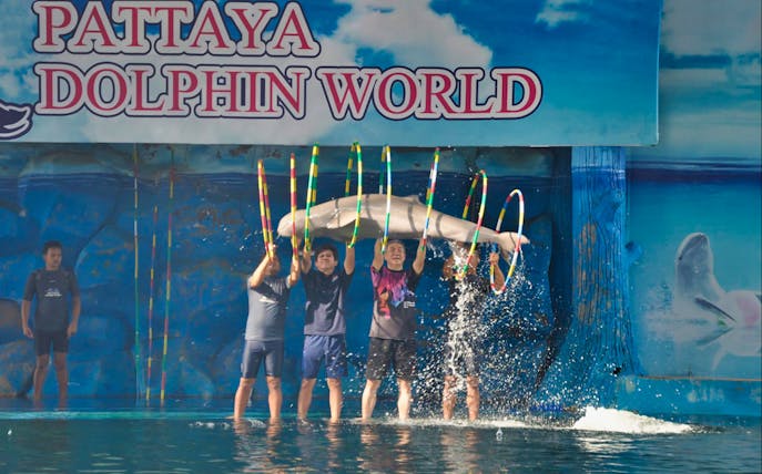 Dolphin jumping through hoops at Pattaya Dolphin World show.