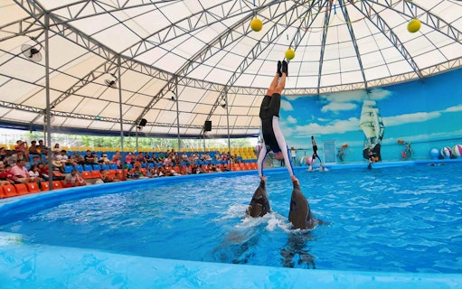 Trainer performing with dolphins at Phuket Dolphin Show.