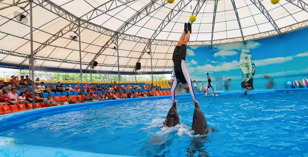 Phuket Dolphin Show