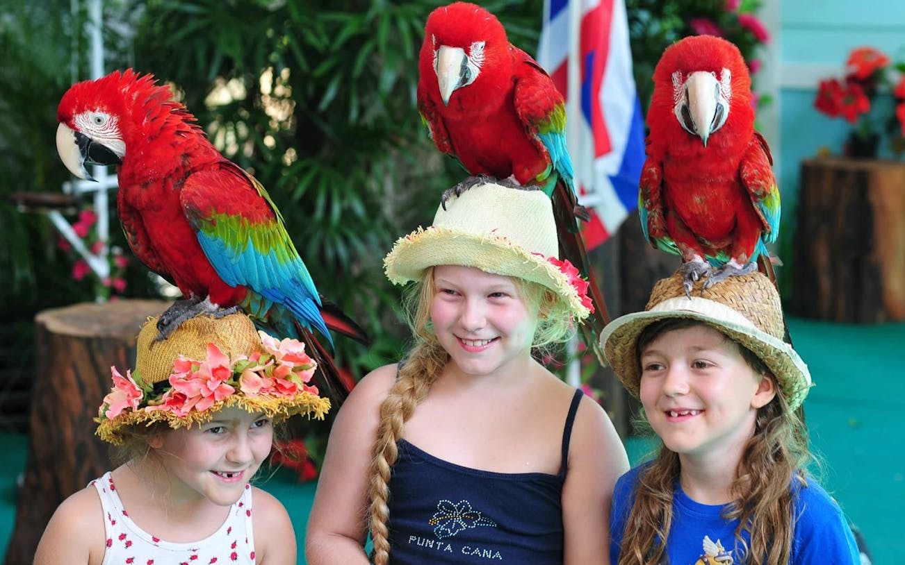 Children with parrots on hats at Phuket Bird Park.