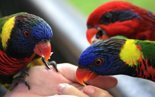 Colorful parrots feeding from a hand at Phuket Bird Park.