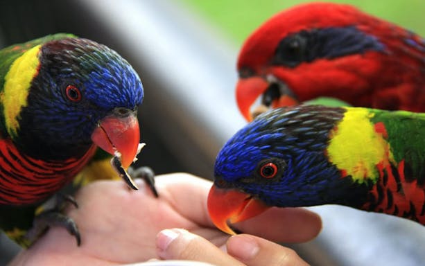 Colorful parrots feeding from a hand at Phuket Bird Park.