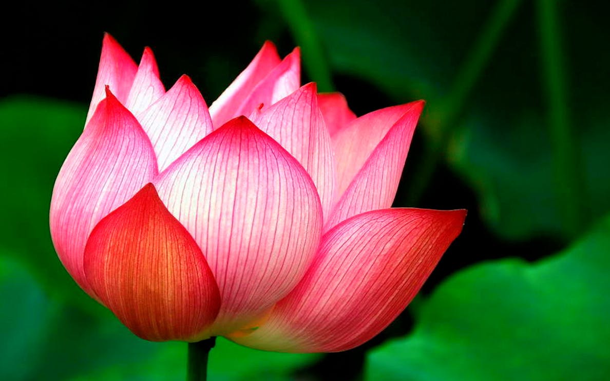 Lotus flower in Phuket Botanic Garden.