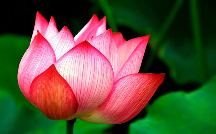 Lotus flower in Phuket Botanic Garden.
