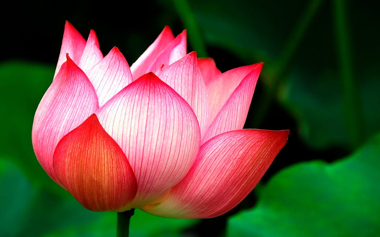 Lotus flower in Phuket Botanic Garden.