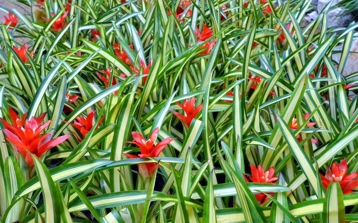 phuket botanic garden-4 phuket botanic garden-4