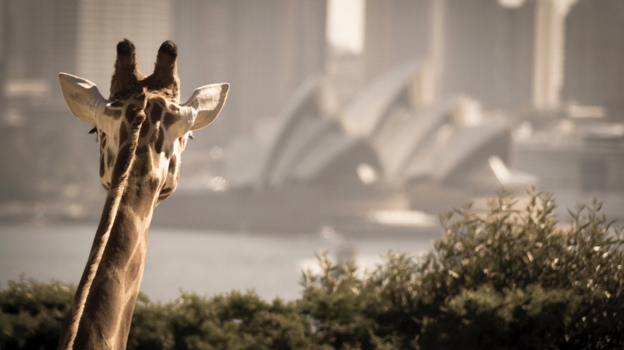 Biglietti per le attrazioni di Sydney