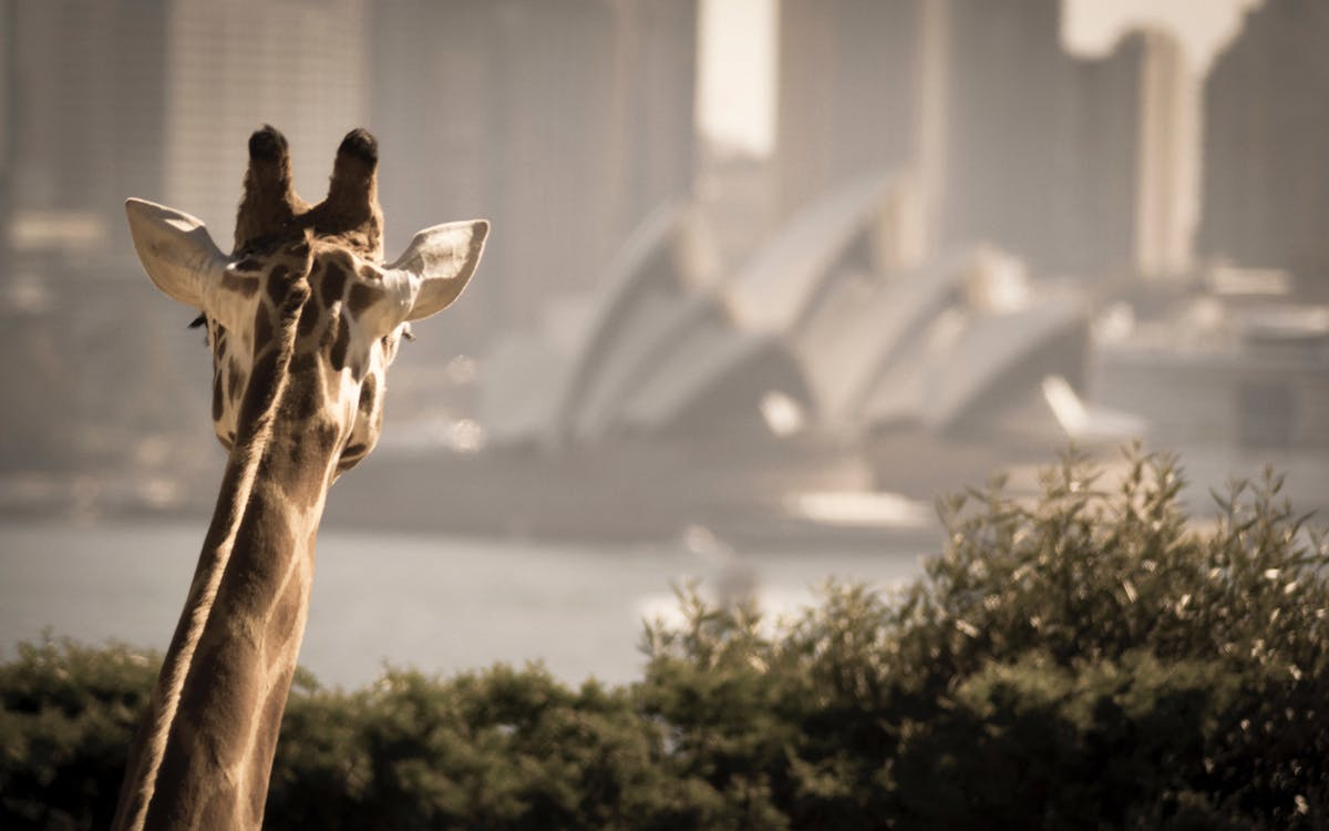 sydney zoo + 2 day harbour hop-on-hop-off cruise-2 sydney zoo + 2 day harbour hop-on-hop-off cruise-2