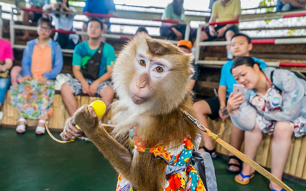 Monkey in colorful outfit holding a toy at Pattaya Floating Market show.