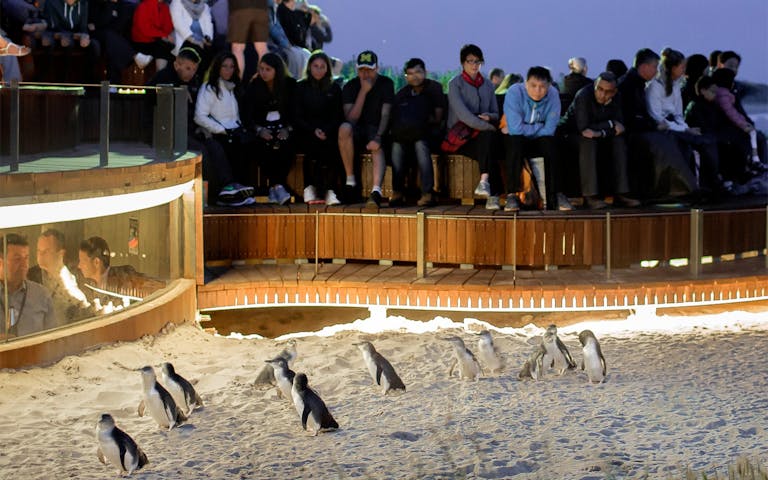 Phillip Island Nature Parks Penguin Parade Viewing Ticket | Best rates