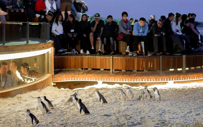 Types of penguins (spheniscidae) Phillip Island Nature Parks Penguin Parade Viewing Ticket | Best rates