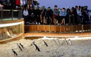 Phillip Island Nature Parks Penguin Parade Viewing Ticket Best Rates Phillip Island Nature Parks Penguin Parade Viewing Ticket Best Rates