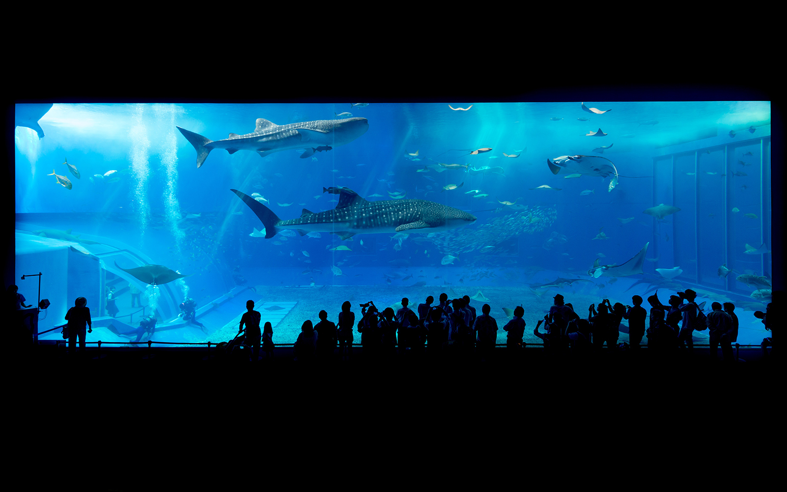 Visitors viewing large aquarium tank with whale sharks at Dubai Aquarium.