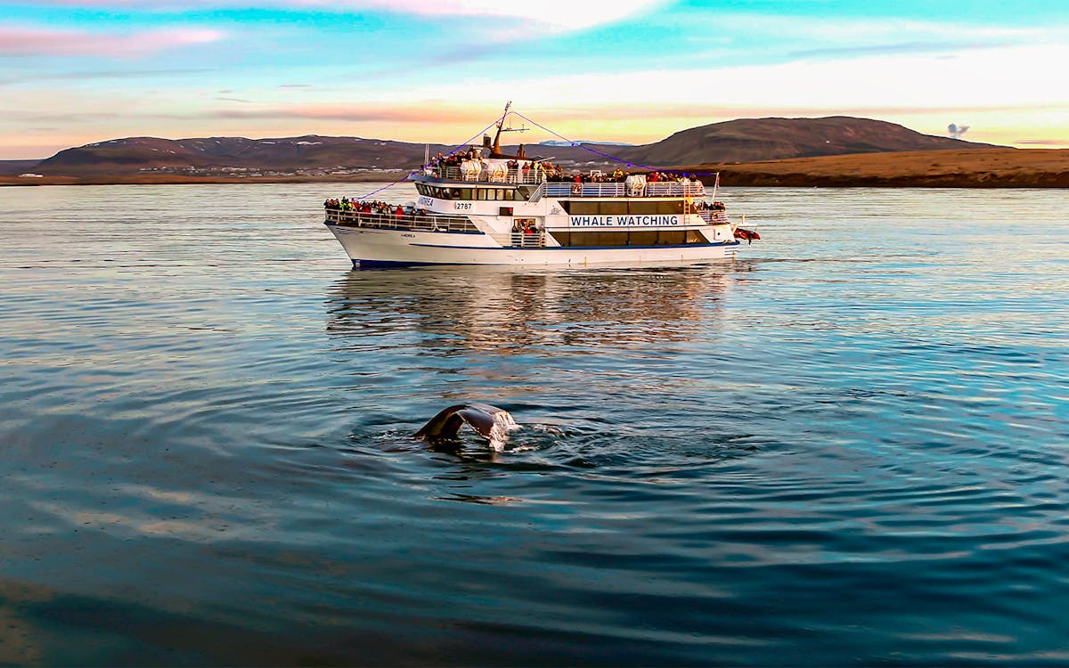 whale watching tour from reykjavik with optional hotel transfers-6 whale watching tour from reykjavik with optional hotel transfers-6