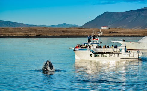 Whale Watching Tour from Reykjavik with Optional Hotel Transfers