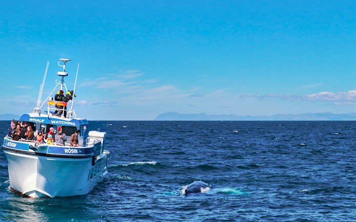 Whale watching boat with tourists in Icelandic waters, whale surfacing nearby.