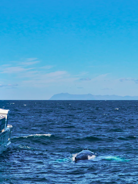 Whale watching boat with tourists in Icelandic waters, whale surfacing nearby.