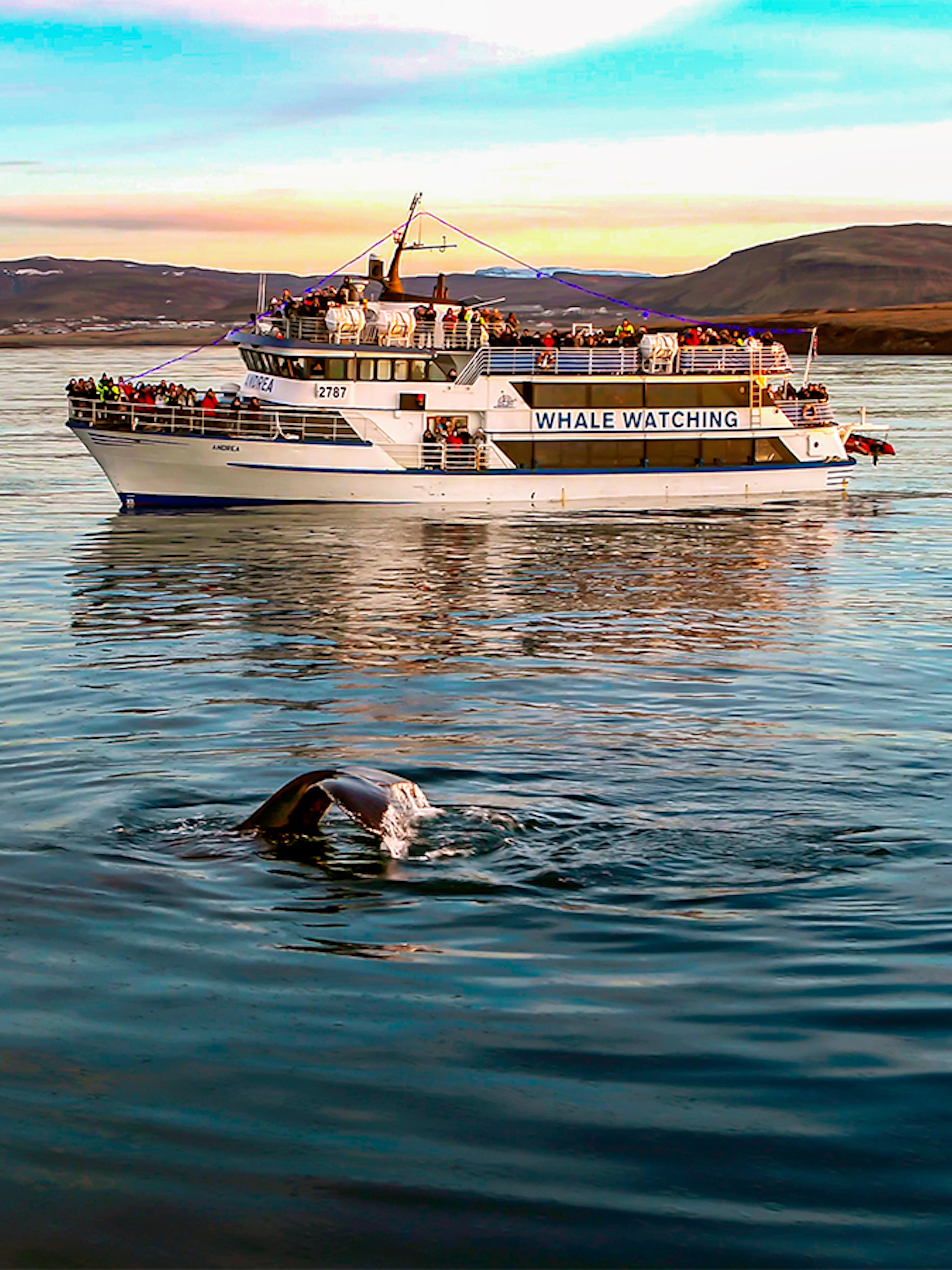 Whale watching boat near Iceland with whale tail visible in the water.