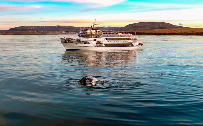 Whale watching boat near Iceland with whale tail visible in the water.