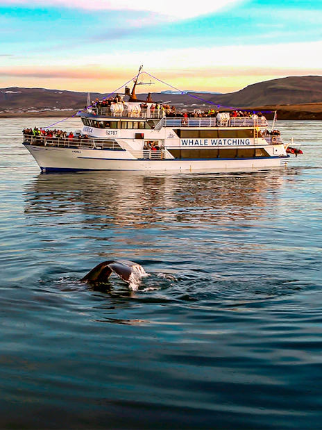Whale watching boat near Iceland with whale tail visible in the water.