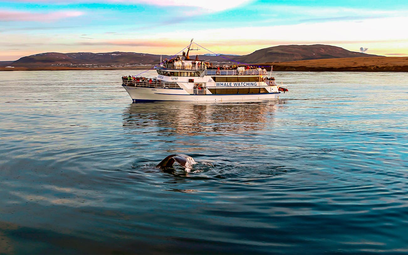 Whale watching boat near Iceland with whale tail visible in the water.
