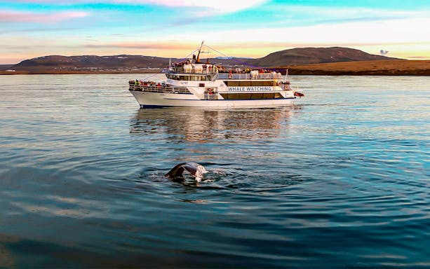 Whale watching boat near Iceland with whale tail visible in the water.