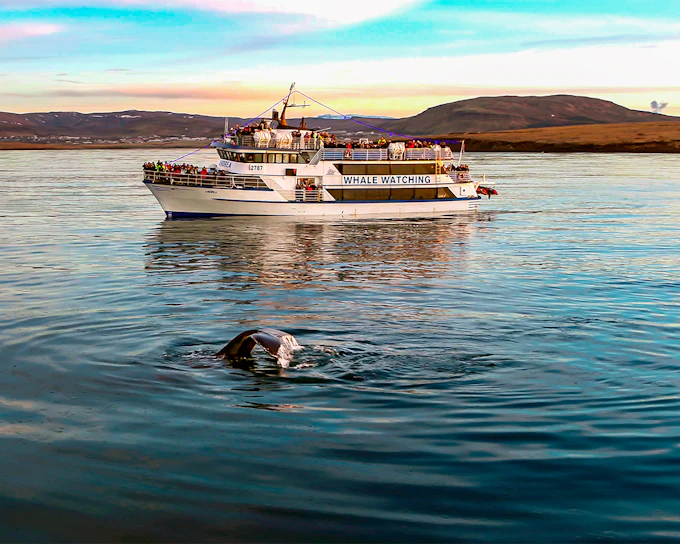 Whale Watching Cruise & Admission to Whales of Iceland Exhibition