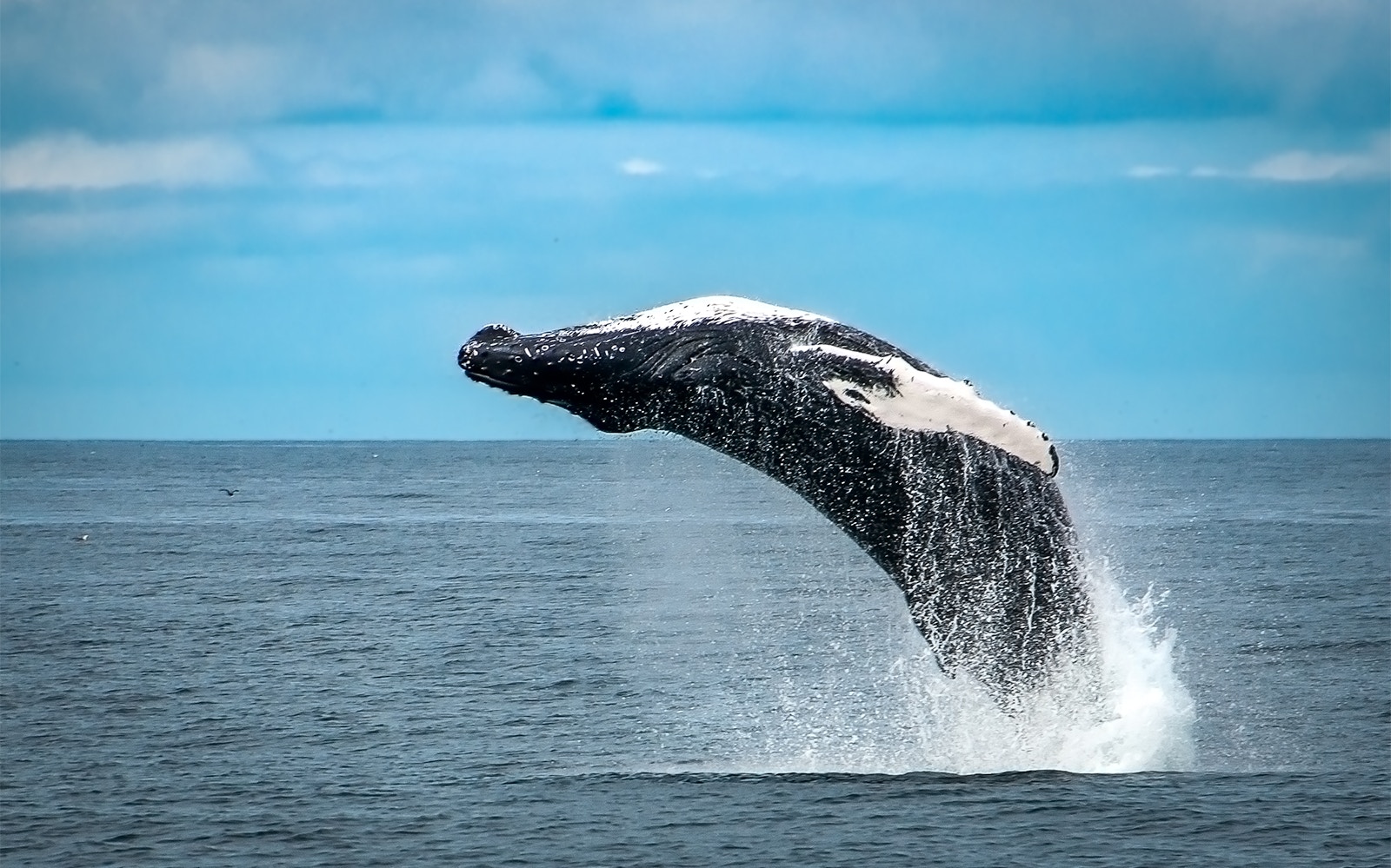 Breaching whale during a whale watching cruise near Iceland.
