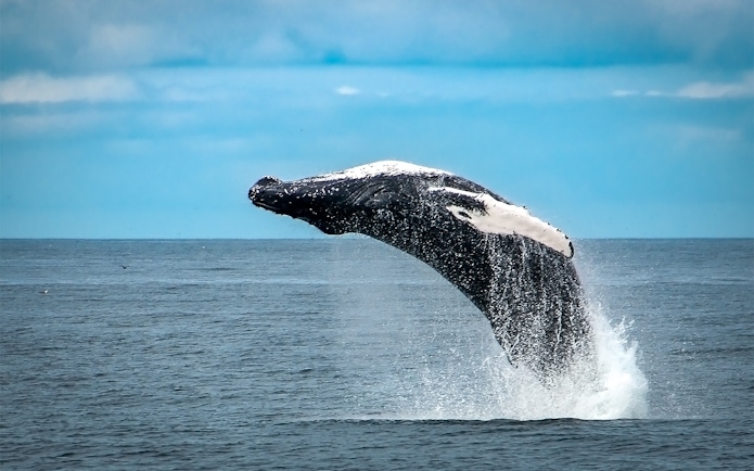 Breaching whale during a whale watching cruise near Iceland.