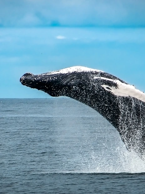 Breaching whale during a whale watching cruise near Iceland.