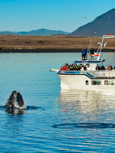 Whale breaching near tour boat on Iceland whale watching cruise.