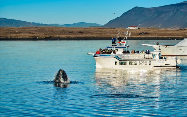 Whale breaching near tour boat on Iceland whale watching cruise.
