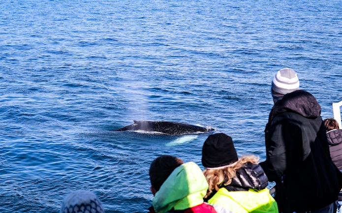 Whale surfaces near tourists on Iceland cruise during whale watching tour.