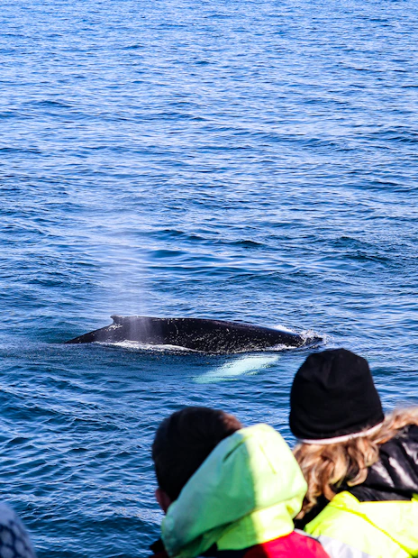 Whale surfaces near tourists on Iceland cruise during whale watching tour.
