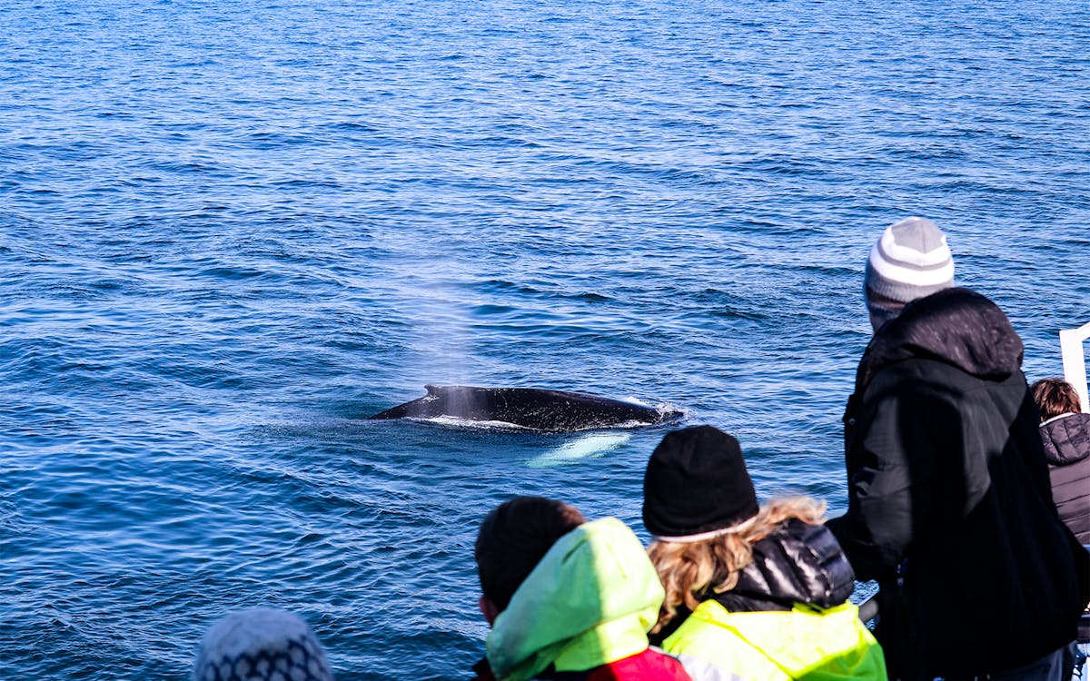 whale watching cruise and admission to whales of iceland exhibition-4 whale watching cruise and admission to whales of iceland exhibition-4