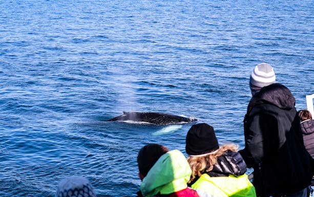 Whale surfaces near tourists on Iceland cruise during whale watching tour.
