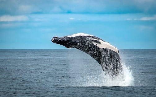 Whales of Iceland Exhibition
